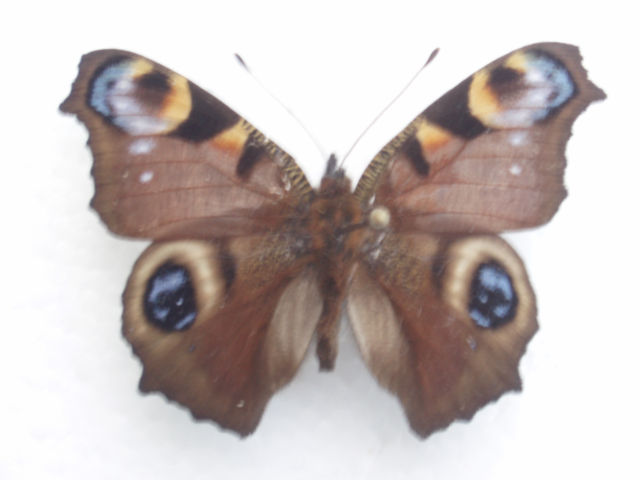 Inachis io  dark purple aberration (Internet Image property of respective owner, non-commercial use only)